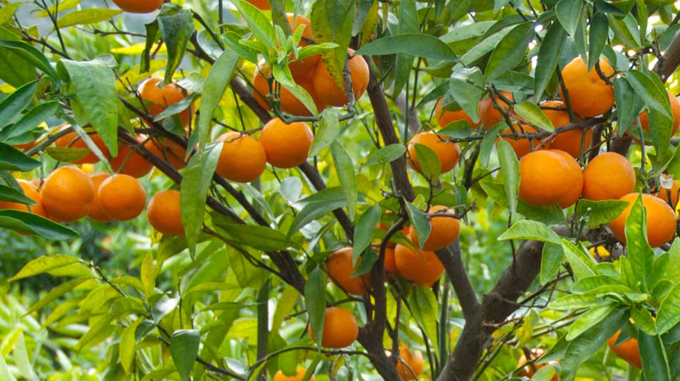 Naranjas de montaña